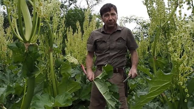 dacii si rabarbura смотреть онлайн