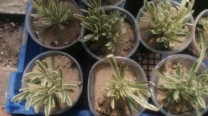 Лаванда вариегатная. Самая эффектная из лаванд!