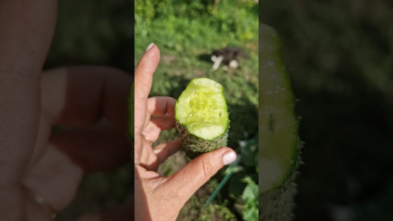 Второй огурец созрел! смотреть онлайн