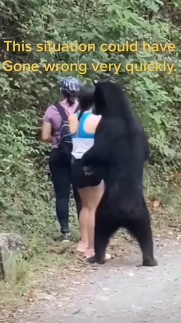 #bear #nature #russia #song #world смотреть онлайн