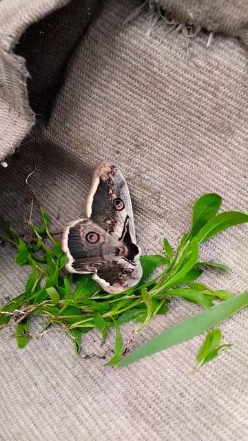 Самая большая бабочка в наших краях смотреть онлайн