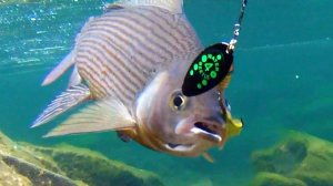 Хариус и ленок в родной стихии. Подводное видео.