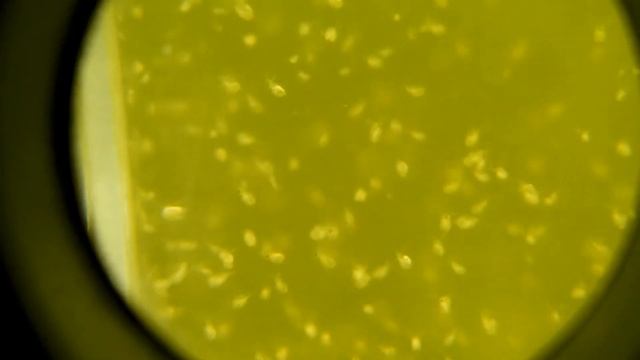 タマミジンコうじゃうじゃ Moina macrocopa смотреть онлайн