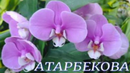 №1019 /СВЕЖАЯ поставка ОРХИДЕЙ в с/ц на АТАРБЕКОВА смотреть онлайн