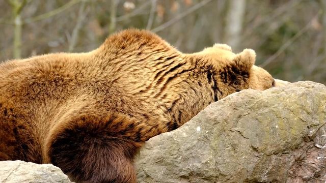 Wild animals - Zebra 🦓 Koala 🐨 Rhino 🦏 Tiger 🐅 Elephant 🐘 Lion 🦁 Giraffe 🦒Hyena, Monkey 🐒 Kangaroo смотреть онлайн