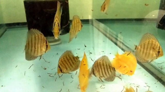 Tiger Turk albino red melon white halo 8 21 смотреть онлайн