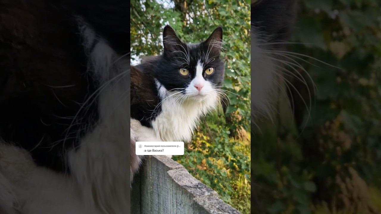 Где Васёк?⬛ смотреть онлайн