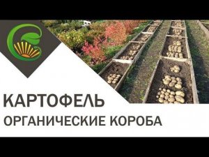 Выращивание картофеля в органических коробах