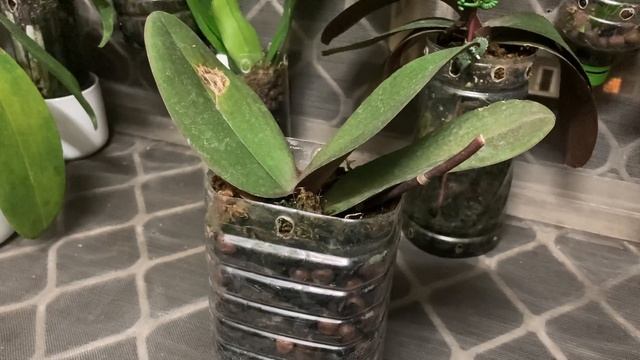 20230515蝴蝶蘭種植葉子腐爛破洞的處理方法 смотреть онлайн