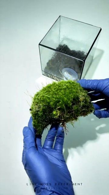 (Just some moss roots) You won't believe what we found inside a moss! смотреть онлайн