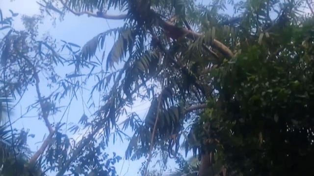 rattan fruits/wild fruits..wild hunt смотреть онлайн