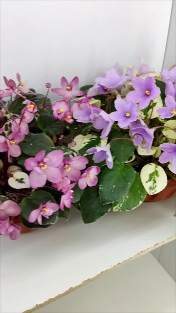 Фиалки трейлеры Mac's 1306-2 и ЛЕ-Эрика