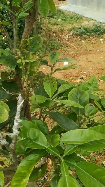 紅寶石青柚嫁接成手指檸檬成活率差，長勢差 Poor survival rate and poor growth of red grapefruit grafted into finger lemon смотреть онлайн