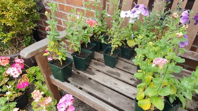 How to treat petunias for powdery mildew смотреть онлайн