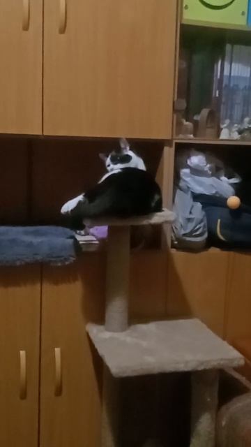 Вечернее времяпрепровождение...