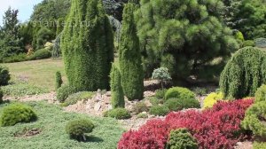 Хвойный сад  Душана Горака, Чехия (краткая версия)