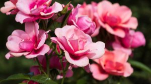 Роза Маэстро Бэбилон Айз Цветение Роза-Гибрид Гультемии Персидской