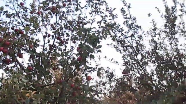 сад село кок жар смотреть онлайн