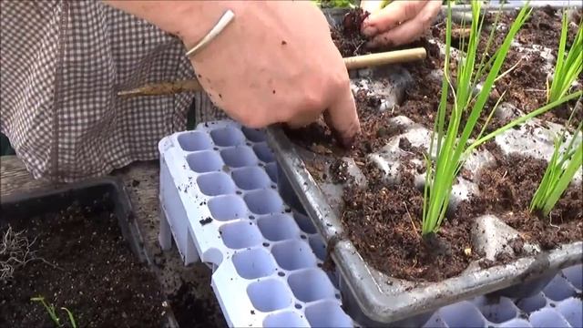 Tuto jardin: Semis iris sibirica: Plante vivace смотреть онлайн