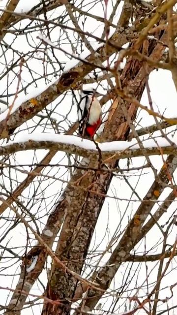 Говорят, что дятел стучит к беде или плохой погоде. #Природа смотреть онлайн