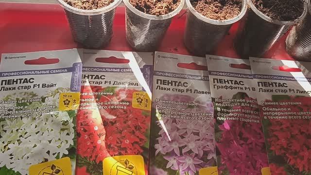 Как вырастить пентас из семян #пентас #пентасизсемян #посевсемян #цветы #цветыизсемян #семена #посев смотреть онлайн