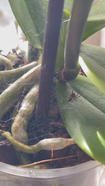 Я пытался отравить паука,но он выжил #phalaenopsis #orhids #орхидеифаленопсис #nature #швейцария смотреть онлайн