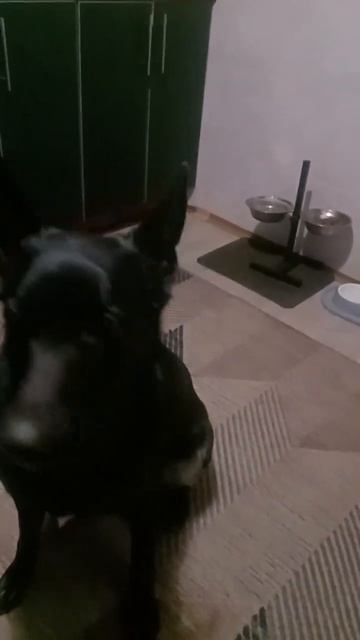 Чернуша просит чтобы чем-нибудь вкусным угостили, а Нюша делает вид, что не пристаёт к Чернуша ;-)