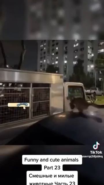 SUBSCRIBE | Смешные видео с животными, их нелепые моменты и весёлые ситуации смотреть онлайн