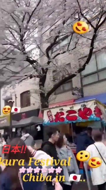 Sakura festival in Japan#How is Japan?##日本##Beautiful##sakura flowers##chiba##Beautiful#🇯🇵🌸😍🇯🇵 смотреть онлайн