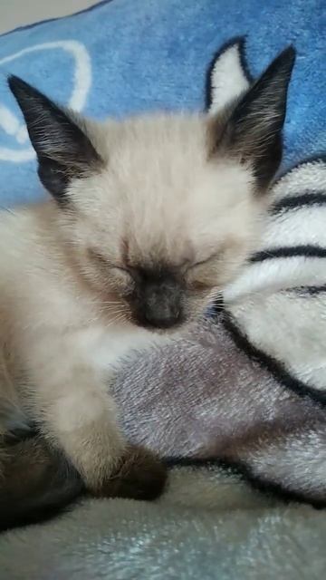 cute kitten ☺️❤️❤️😊 смотреть онлайн