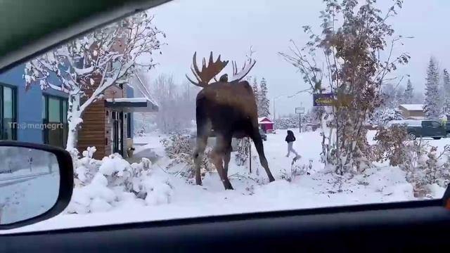 Размеры взрослого самца лося при близком рассмотрении действительно впечатляют смотреть онлайн