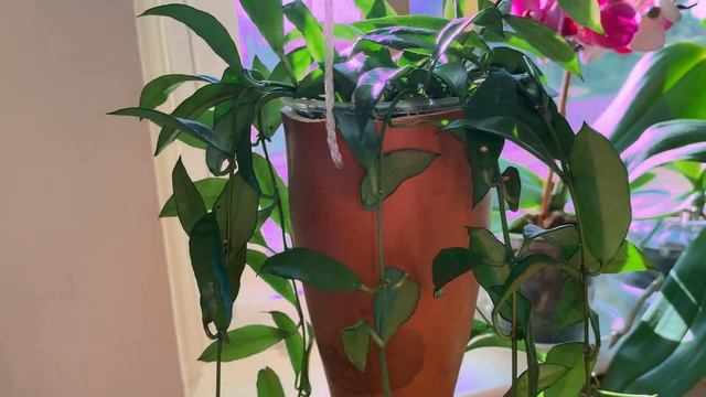 Hoya lacunosa смотреть онлайн