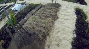 26 06 2017г дождь подкормка обрезка