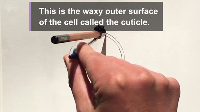 Alpine plant - Dionysia tapetodes - spins its own flavonoid wool смотреть онлайн