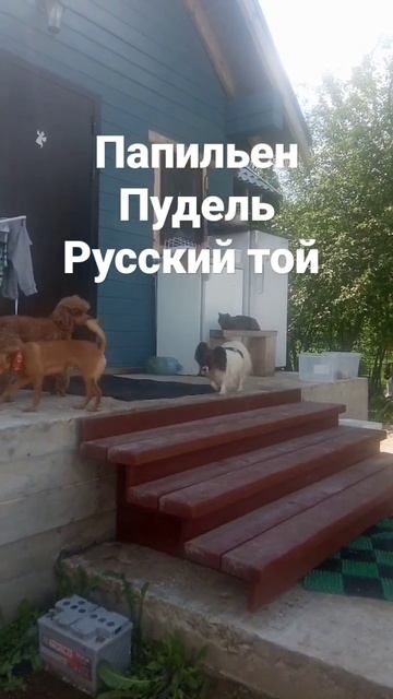 Папильен #пудель#русский той#питомник #купить #щенки #канис смотреть онлайн