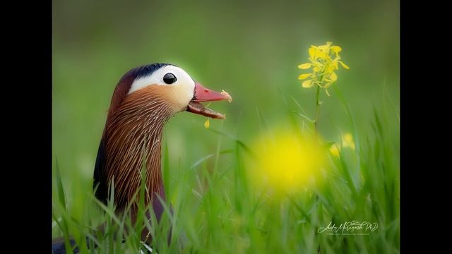 Mandarin Ducks смотреть онлайн