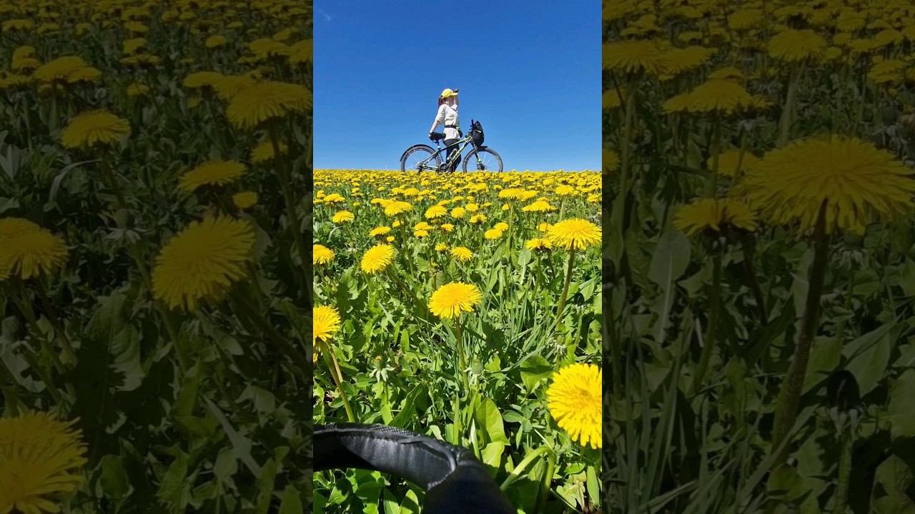 Моя душа не ходит на свидания #май #велопрогулка #одуванчики #домиквдеревне #изгородавдеревню смотреть онлайн
