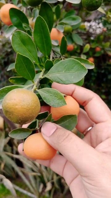 Small oranges#shorts #youtubeshorts смотреть онлайн