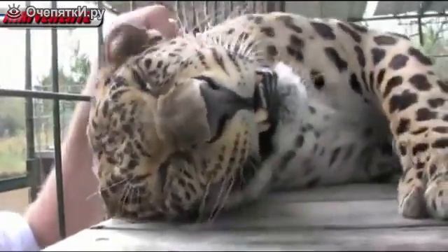 Мурлыканье пантеры смотреть онлайн