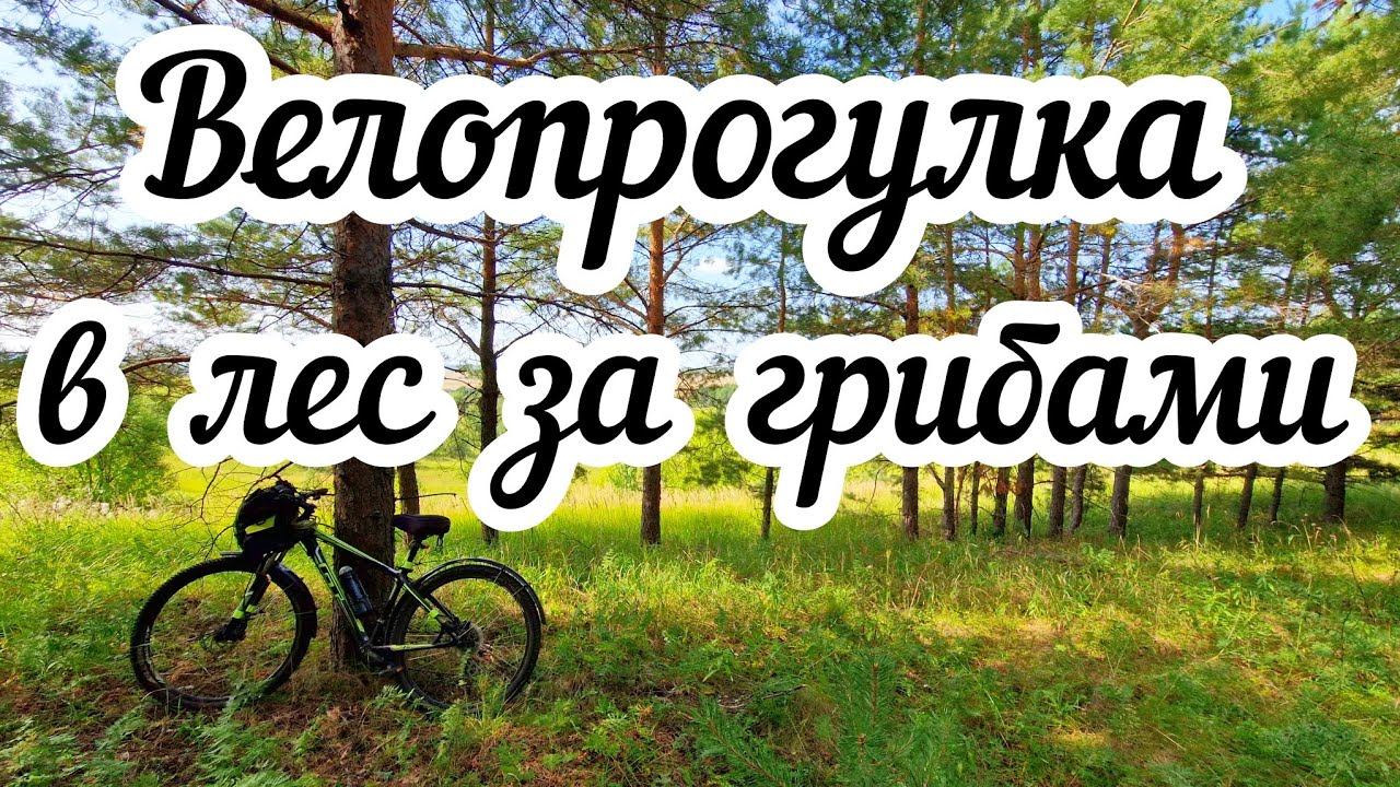 Велопрогулка в лес за грибами смотреть онлайн