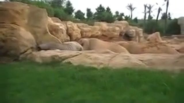 Слон Хочу есть.mp4 смотреть онлайн