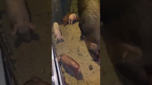 Отзыв на свинку породы Петрен смотреть онлайн