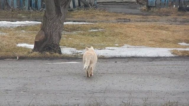 Персик гулять смотреть онлайн