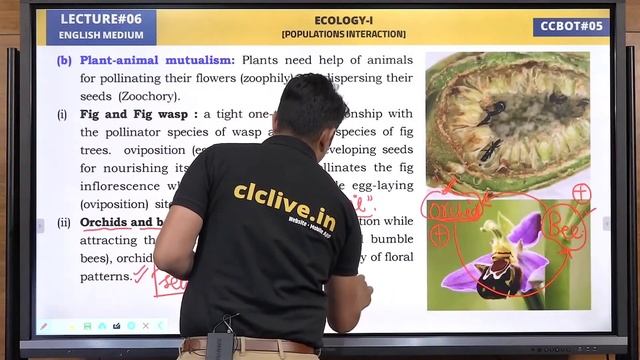 Orchid Ophrys and Bee Pollinator #pseudocopulation #Sexual_deciet #Coevolution #Mutualism смотреть онлайн