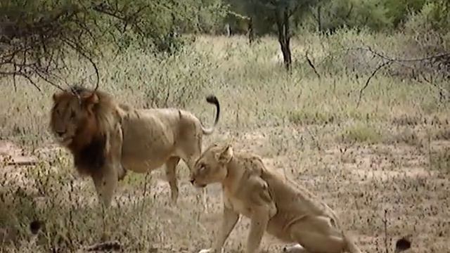 Lions mating Kruger Park South Africa смотреть онлайн