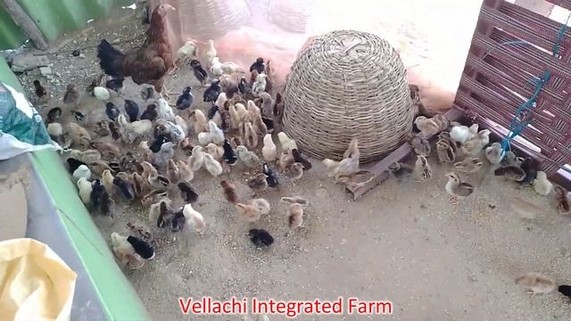 158 கோழிக்குஞ்சிகள் ஒரு தாய்க்கோழி மூலம் வளர்ப்பு முறை. смотреть онлайн