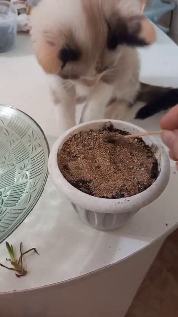 Любопытный носик помогает. Позитив от 😻 Марселя. Kitten and flower transplant! смотреть онлайн