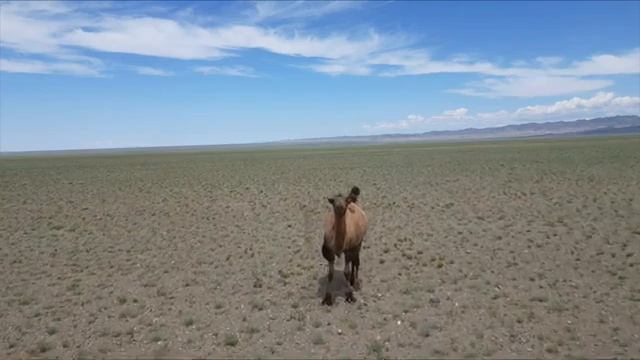 Монголия. Гоби-Алтайский аймак. Верблюды.
