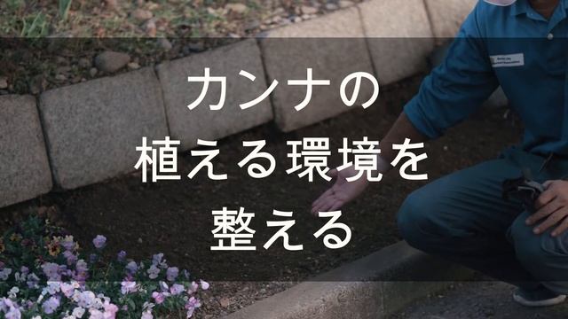 「カンナの植え付け」仙台版 смотреть онлайн