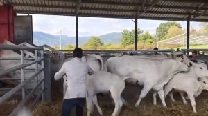 Самая умная карова